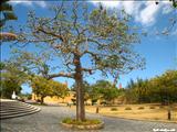 Luis Muñoz Rivera Park - SAN JUAN